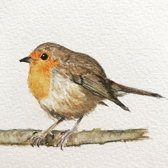 watercolour bird robin.