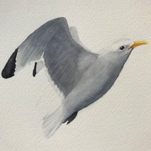 watercolour bird seagull