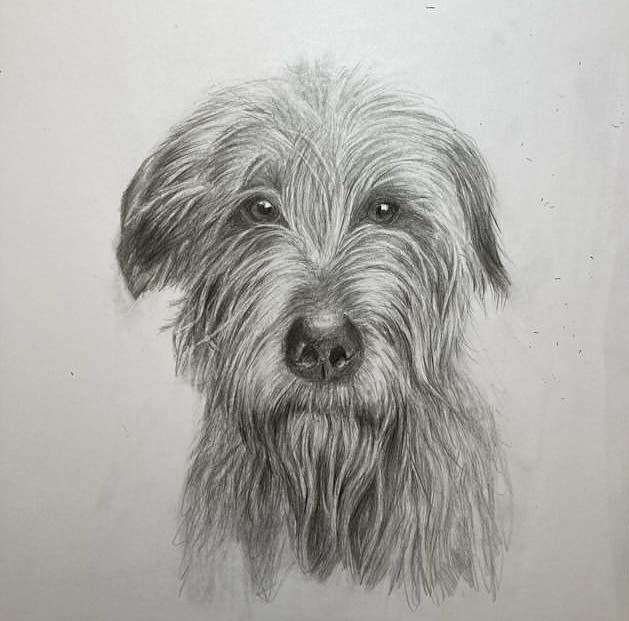 Irish Wolfhound