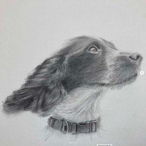 Springer Spaniel in Graphite