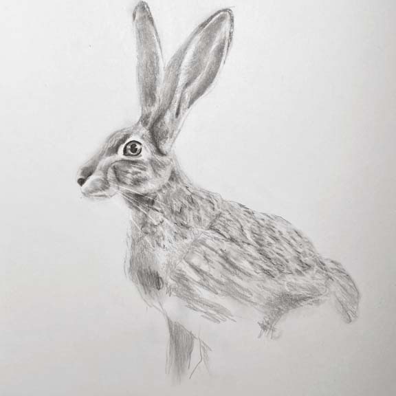 Sketch of a hare