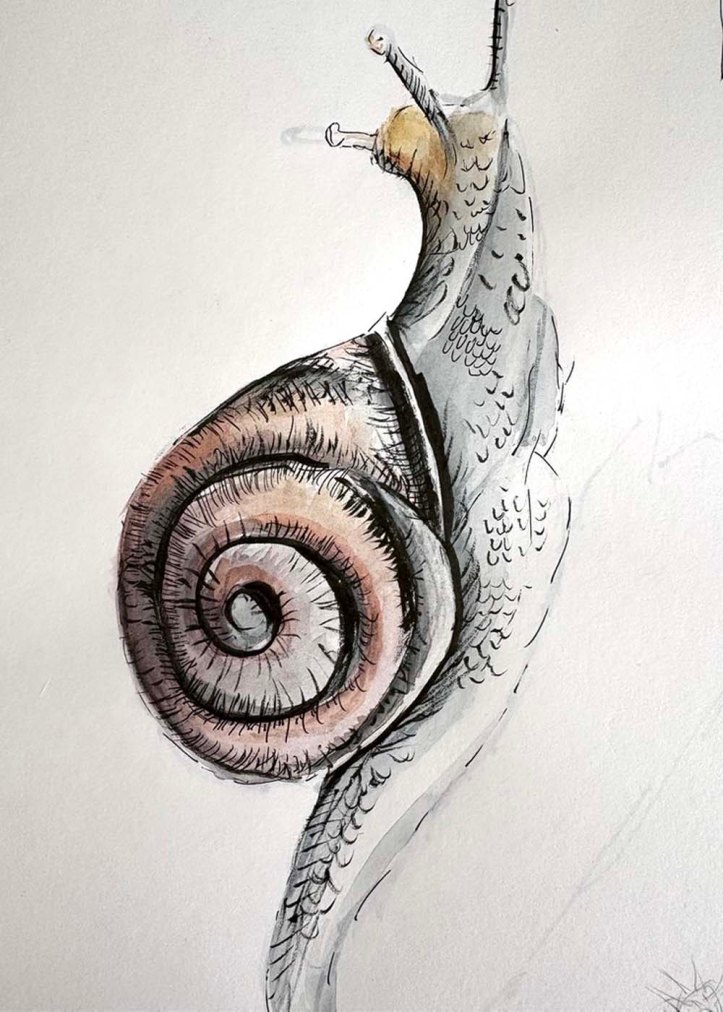 Attempt of a snail using different sketching techniques