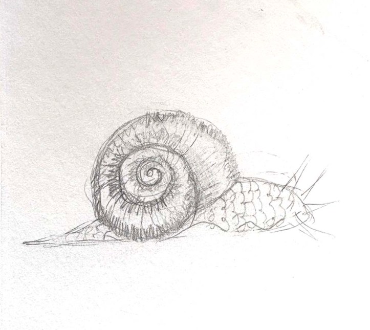 rough draft of sketched snail
