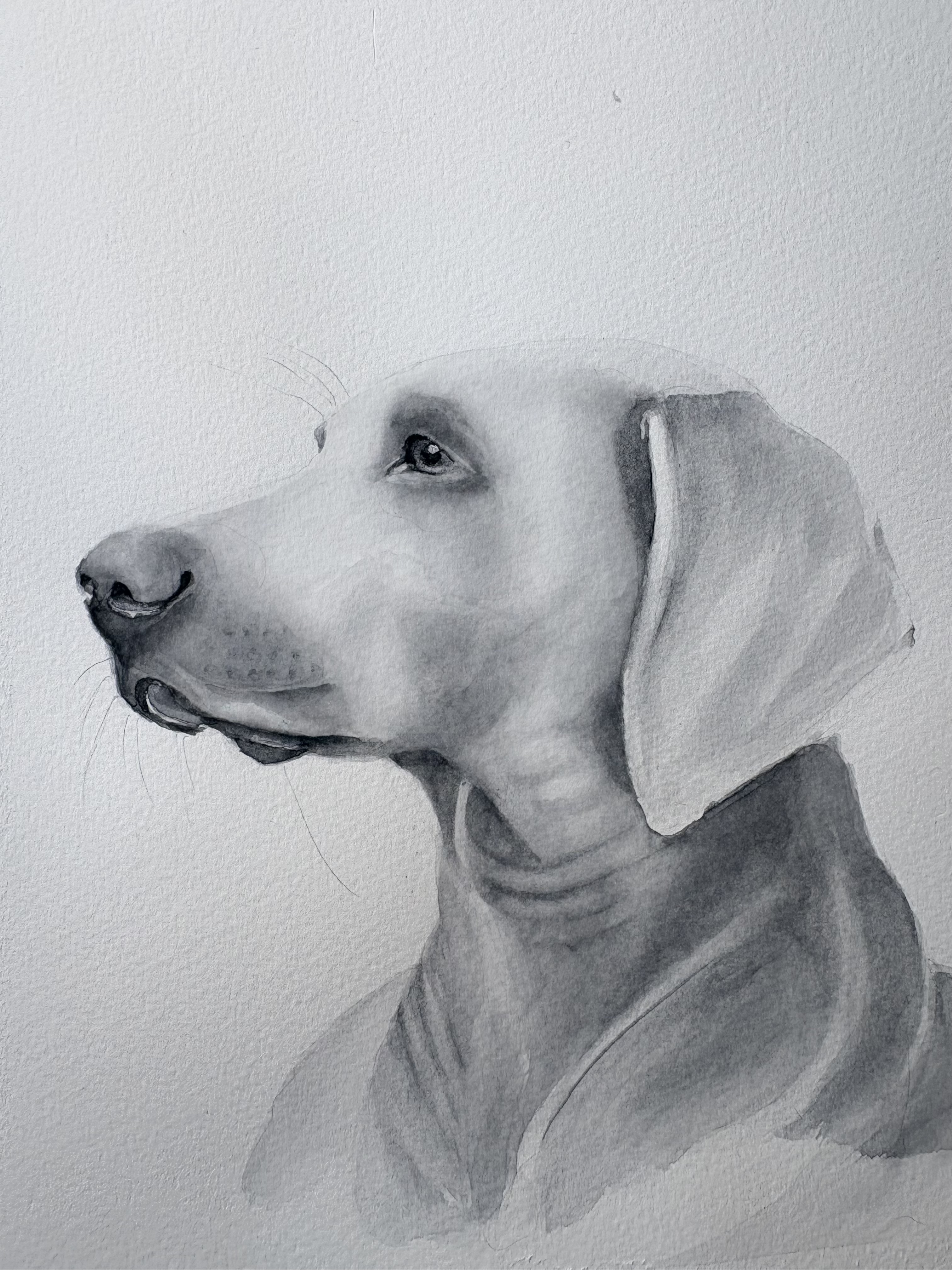 Dog in Schmincke Liquid Charcoal