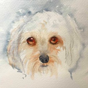 white dog fail 3