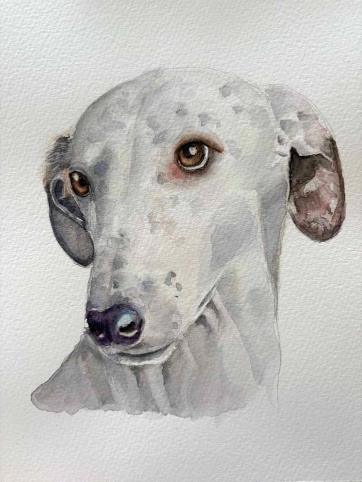 white greyhound watercolour